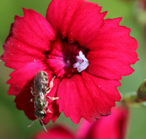 goldglanzende-furchenbiene-halictus-subauratus-10783.jpeg