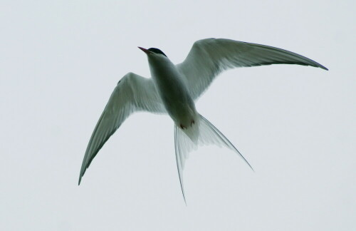 

Aufnameort: Öland (Schweden)
Kamera: Sony A350 300x