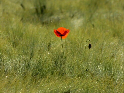 mohn-light-10651.jpeg