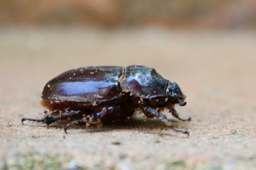 nashornkafer-oryctes-nasicornis-weibchen-10775.jpeg