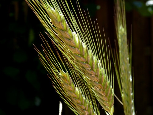 

Aufnameort: Weidenbach Mittelfranken
Kamera: Panasonic Lumix FZ150