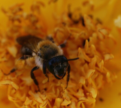 sandbiene-andrena-flavipes-auf-rose-10786.jpeg