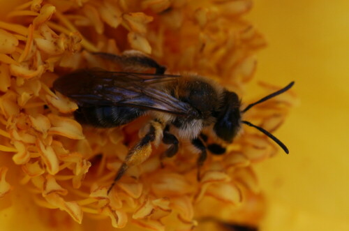 sandbiene-andrena-flavipes-auf-rose-10787.jpeg