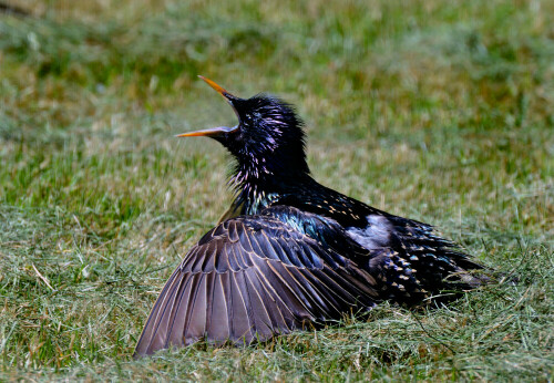 star-sturnus-vulgaris-im-hitzestress-11179.jpeg