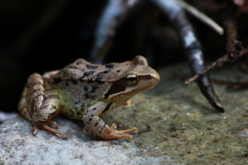 Grasfrosch auf einem Stein

Aufnameort: Montafon
Kamera: Canon EOS 550 D