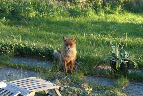 reinecke-fuchs-10740.jpeg