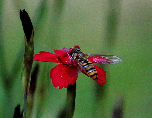 gemeine-winterschwebefliege-episyrphus-balteatus-10837.jpeg