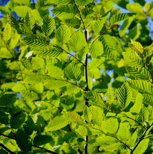 

Aufnameort: Marburg, Ander Zahlbach, 15.06.2014, Garten
Kamera: Canon EOS 600D, 1/400; 6,3; 250,0mm; ISO 400