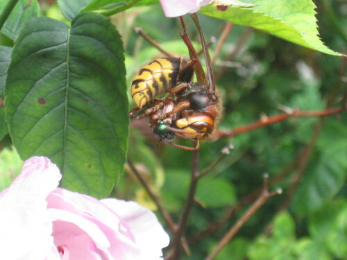 Drama gestern im Garten: eine Hornisse hat sich an unseren Rosen einen Rosenkäfer geschnappt, ihn genüsslich von seien Flügeln befreit und dann flugunfähig ins Nest geschleppt. Der reinste Horrorfilm! Eben Natur!

Aufnameort: Schwimmbadstr. 11, 83043 Bad Aibling
Kamera: Canon Digital IXUS 8015