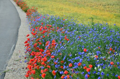 schonheit-am-radwegrand-10750.jpeg