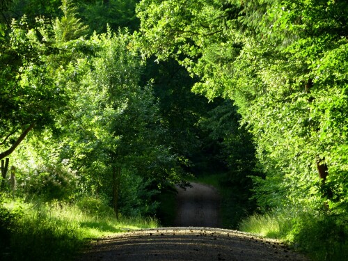 waldwegtunnel-10749.jpeg