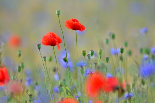 klatschmohn-im-gerstenfeld-10764.jpeg