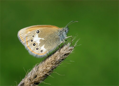 rotbraunes-wiesenvogelchen-coenonympha-glycerion-10806.jpeg