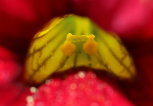 

Aufnameort: Marburg, An der Zahlbach, 19.06.2014, Garten
Kamera: Canon EOS 600D, 1/125; 5,6; 100,0mm; ISO 320