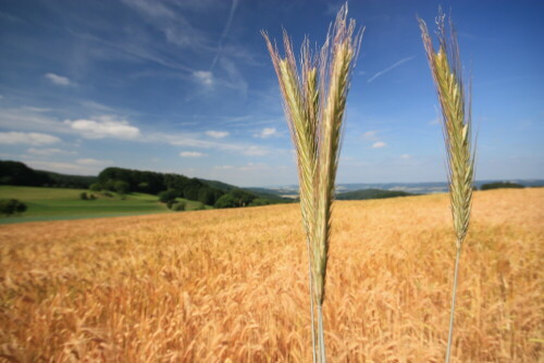 Beim Spaziergang im Frühsommer

Aufnameort: Laudenau Odw.
Kamera: Canon 450D