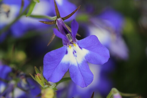 

Aufnameort: Marburg, An der Zahlbach, 19.06.2014, Garten
Kamera: Canon EOS 600D, 1/125; 5,6; 100,0mm; ISO 250