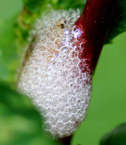 Duch die Speichelbläschen hindurch sieht man die Nymphen der Schaumzikade, die sich mit diesem Schaumgebilde schützen.

Aufnameort: Marburg, Ander Zahlbach, 19.06.2014, Garten
Kamera: Canon EOS 600D, 1/125; 5,6; 100,0mm; ISO 2000