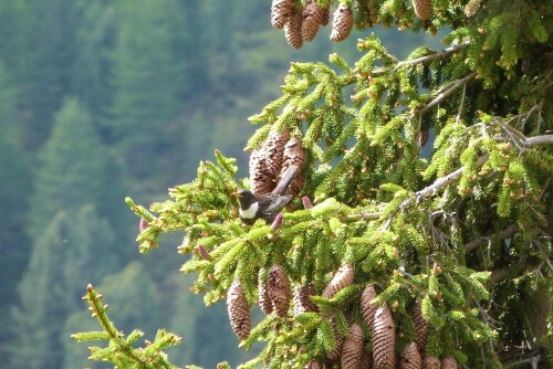 Ich wurde durch schimpfen und rufen auf diese Ringdrossel
aufmerksam. Sie warnte ihre noch nicht vollflugfähige Brut vor einem darüber stehenden Turmfalken.

Aufnameort: Gsiesertal/Südtirol/Italien
Kamera: Lumix FZ48