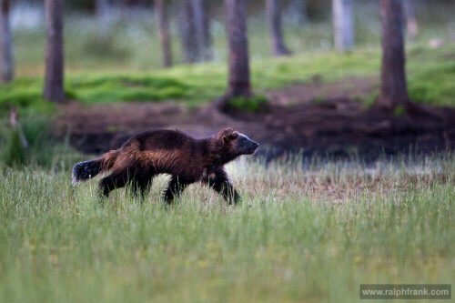 

Aufnameort: Finnland
Kamera: Nikon