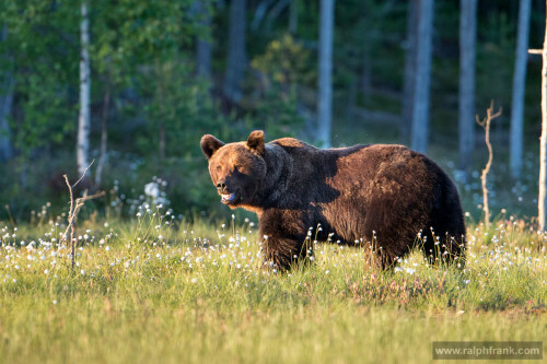 

Aufnameort: Finnland
Kamera: Nikon