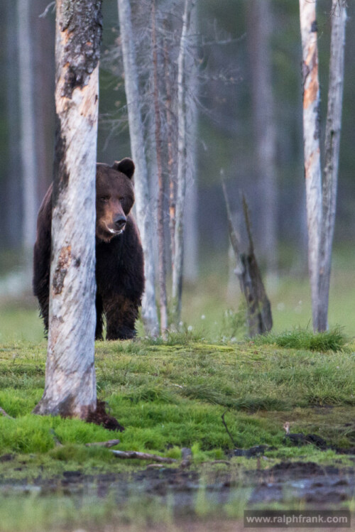 

Aufnameort: Finnland
Kamera: Nikon