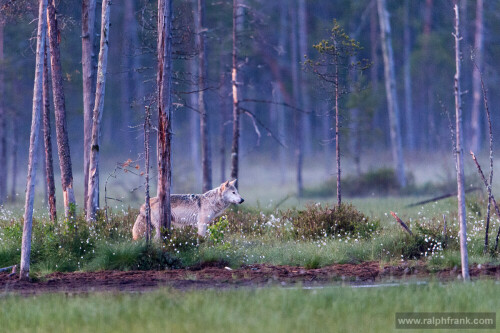 

Aufnameort: Finnland
Kamera: Nikon