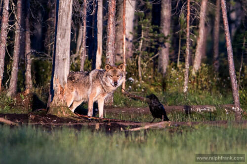 

Aufnameort: Finnland
Kamera: Nikon