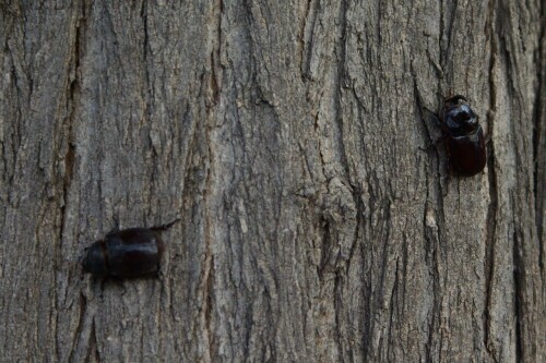 Morgens im Waschbecken auf einem Campingplatz gehört. Per Hand setzte ich die Käfer an einen Baumstamm, um sie fotografieren zu können. Neugierig näherten sich ander Camper. Einer fragte ängstlich Scorpion? Nein Scarabäus (de wissenschaftlichen Namen hatte ich natürlich nicht im Kopf), also erweiterte ich den Namen und zog an meiner Nase. Alle verstanden es. Allerdings meinten einige. son´Aufstand um die zwei Käfer. Das Weibchen erholte sich zuerst und flog davon, wenig später folgte das Männchen.

Aufnameort: Acireale/Sizilien
Kamera: Pentax K 41 D