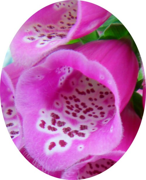 blute-des-roten-fingerhutes-digitalis-purpurea-l-10869.jpeg