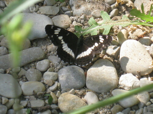 Gestern schwirrte bei Sonnenschein dieser schöne Schmetterling in unserem Garten herum. Es lohnt sich also, einen Naturgarten anzulegen!

Aufnameort: Schwimmbadstr. 11, 83043 Bad Aibling
Kamera: Cannon Digital IXUS 8015