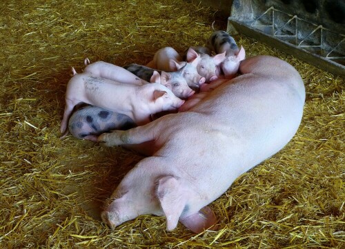 "Saufgelage" bei Familie Schwein

Aufnameort: Bauernhof /Schwarzwald
Kamera: Panasonic