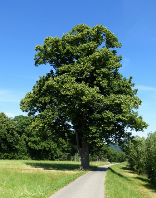 mächtiger Lindenbaum im Dreisamtal

Aufnameort: nahe Freiburg
Kamera: Panasonic