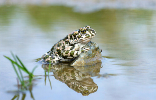 seltene-und-wunderschone-wechselkrote-bufo-viridis-10883.jpeg