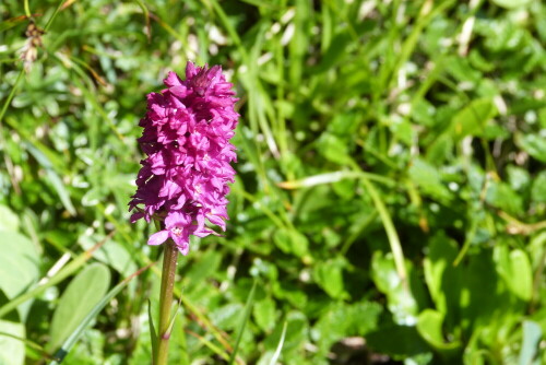 Diese Blume entdeckte ich im Allgäu und konnte, diese für
mich sensationelle, Entdeckung machen, dass es noch Blumen
gibt, die die wenigsten Menschen überhaupt zu Gesicht bekommen.
Es ist ein Bastard zwischen weißer Höswurz (pseudorchis albida)
und Kohlröschen (nigritella nigra).

Aufnameort: Oberstdorf/Allgäu
Kamera: Lumix FZ48