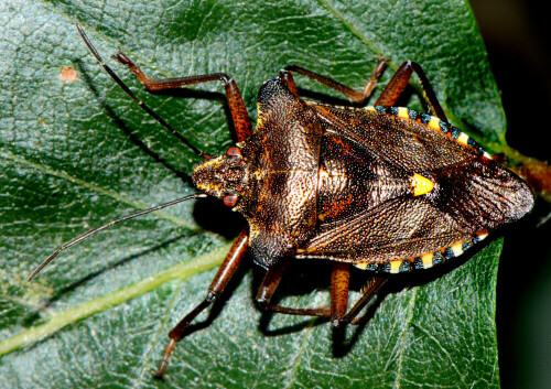 Rückenansicht von P. rufipes, die auf einem Salixblatt ruht.

Aufnameort: Eigener Garten in Weidenbach (Mittelfranken)
Kamera: Nikon D600