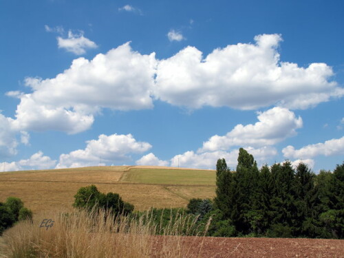 sommer-in-der-pfalz-11132.jpeg