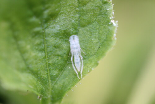 Exuvie einer Heuschrecke

Aufnameort: Marburg, An der Zahlbach, 06.07.2014, Garten
Kamera: Canon EOS 600D, 1/800; 2,8; 100,0mm; ISO 200