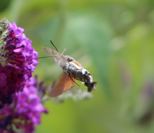 Macroglossum stellatarum fliegt jedes Jahr aus dem Süden Europas bei uns ein, inzwischen scheint es aber auch eine kleine Population den Winter über hier auszuhalten.

Aufnameort: Marburg, An der Zahlbach, 06.07.2014, Garten
Kamera: Canon EOS 600D, 1/800; 2,8; 100,0mm; ISO 200