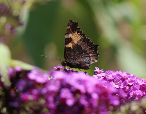 kleiner-fuchs-auf-sommerflieder-11012.jpeg