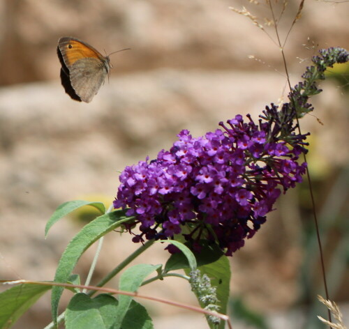 kleines-wiesenvogelchen-fliegt-auf-sommerflieder-10999.jpeg