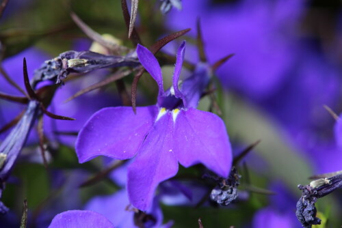 

Aufnameort: Marburg, An der Zahlbach, 06.07.2014, Garten
Kamera: Canon EOS 600D, 1/160; 5,6; 100,0mm; ISO 320