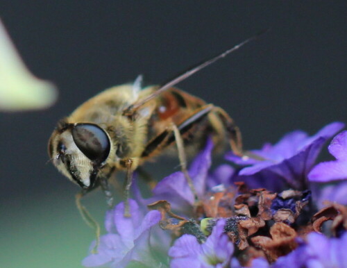 

Aufnameort: Marburg, An der Zahlbach, 06.07.2014, Garten
Kamera: Canon EOS 600D, 1/800; 2,8; 100,0mm; ISO 320