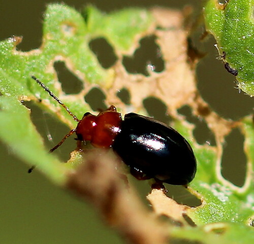 podagrica-fusicornis-chrysomelidae-10995.jpeg