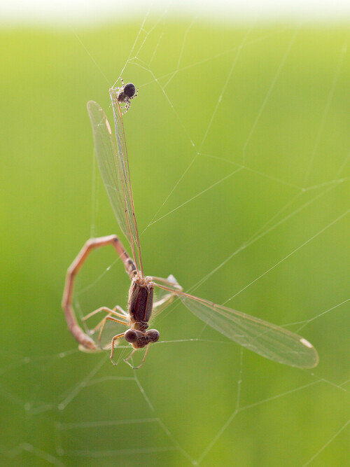 spinne-und-libelle-2-10925.jpeg