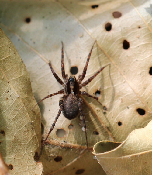 Neben der sehr häufigen Pardosa lugubris triift man nur wenige andere Pardosa-Arten in unserem Garten an. P. agricola ist eigentlich eine Art der Heiden und Dünen, aber auch auf sandigem und nicht zu krautreichem Waldboden kommt sie vor.

Aufnameort: Marburg, An der Zahlbach, 06.07.2014, Garten
Kamera: Canon EOS 600D, 1/125; 5,6; 100,0mm; ISO 320