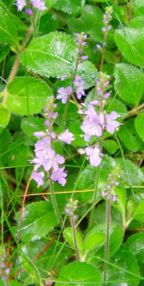 echter-oder-waldehrenpreis-veronica-officinalis-l-10928.jpeg