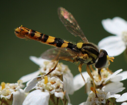 gemeine-langbauchschwebfliege--11049.jpeg