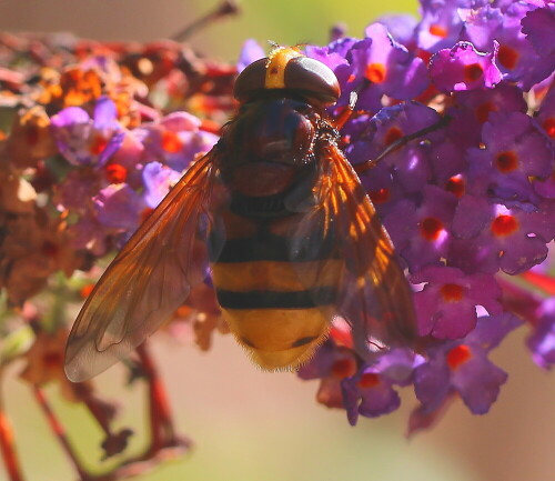 hornissenschwebfliege-volucella-zonaria-11069.jpeg