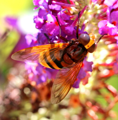 hornissenschwebfliege-volucella-zonaria-11070.jpeg