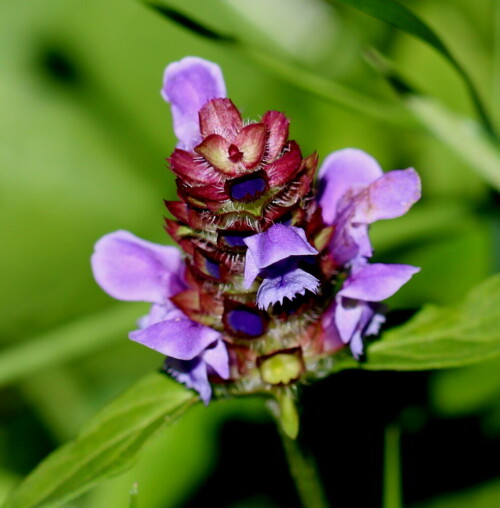 kleine-braunelle-prunella-vulgaris-11052.jpeg